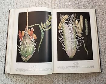 1924年 米国 人気 野生植物 図鑑 Amazon.co.jp: 1924年 米国 野生植物図鑑『The Book of Wild